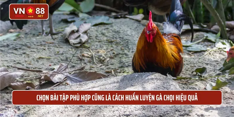 Chọn bài tập phù hợp cũng là cách huấn luyện gà chọi hiệu quả