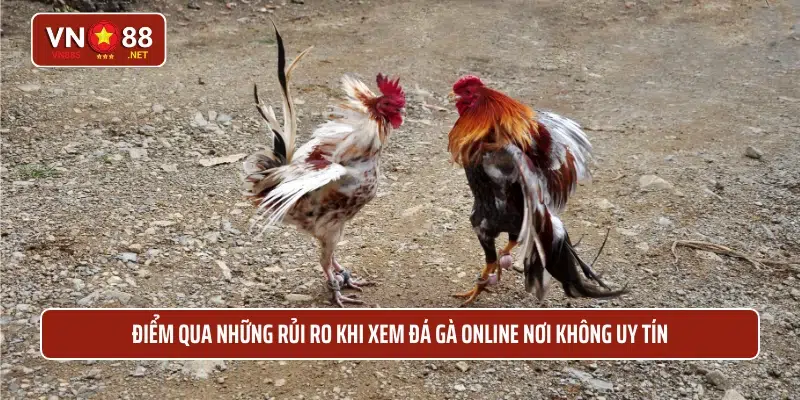 Điểm qua những rủi ro khi xem đá gà Online nơi không uy tín