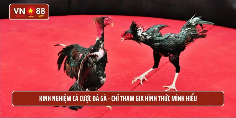 Kinh nghiệm cá cược đá gà - Chỉ tham gia hình thức mình hiểu 