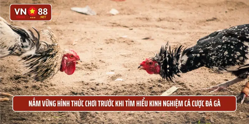 Nắm vững hình thức chơi trước khi tìm hiểu kinh nghiệm cá cược đá gà